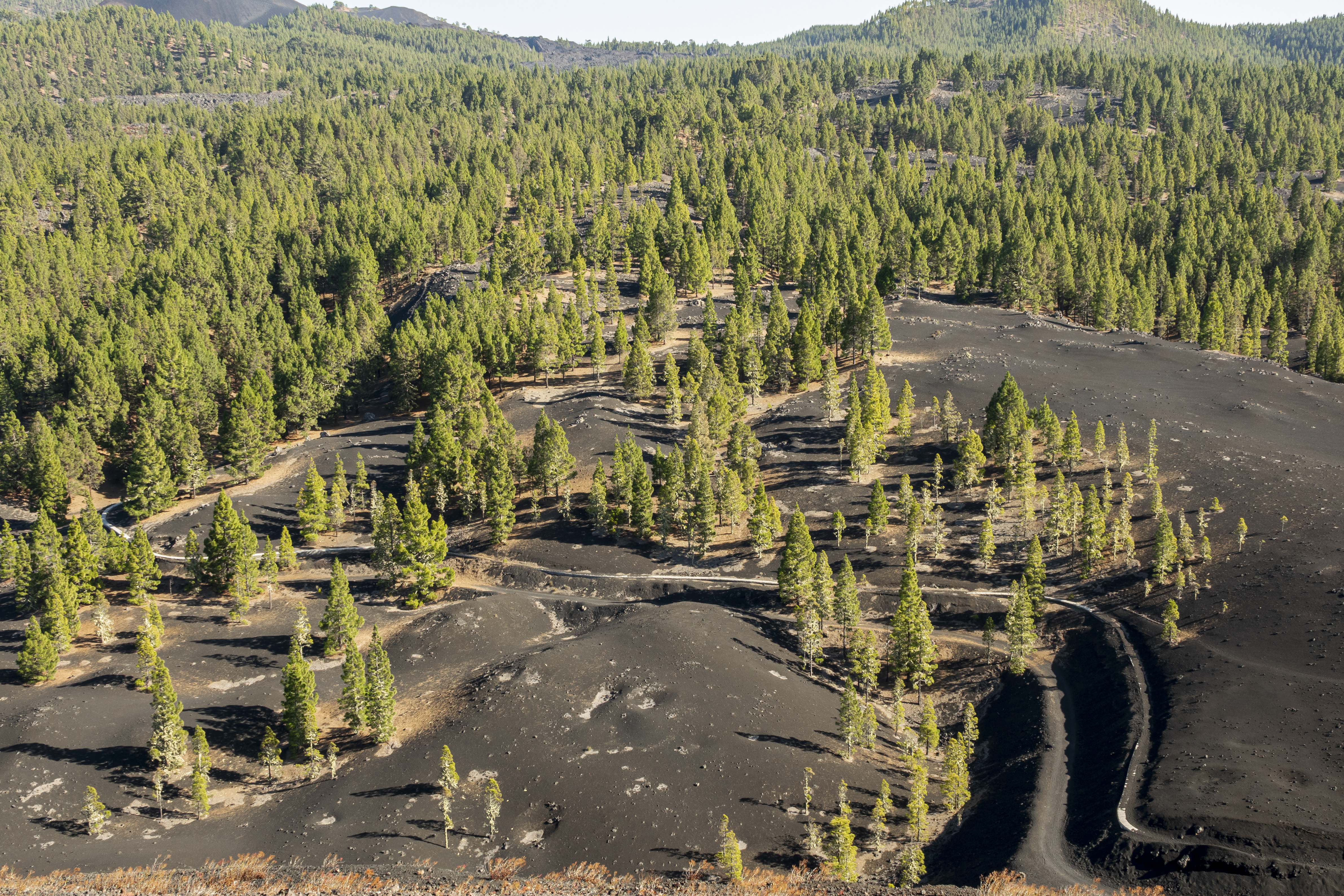 coniferas en suelo volcanico